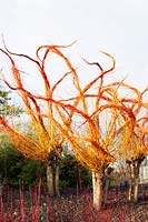 Willow sculptures, Salix alba var. vitellina Yelverton 