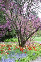 Judas tree underplanted with tulips, Cercis siliquastrum 