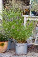 Fountain grass in pot, Pennisetum alopecuroides Black Magic 