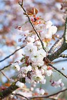 Flowers of the Japanese ornamental cherry, Prunus serrulata Shirotae 