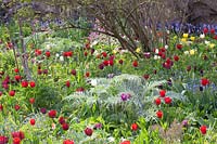 Bed with tulips and perennials, Tulipa, Cynara scolymus 