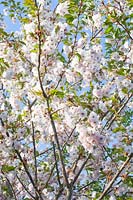 Flowers of the Japanese ornamental cherry, Prunus serrulata Ichiyo 