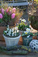 Spring flowers in pots, Tulipa tarda, Viola odorata Alba, Bellis perennis 