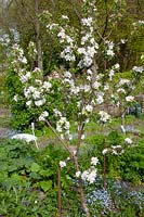 Young apple tree, Malus domestica Red Boskoop 