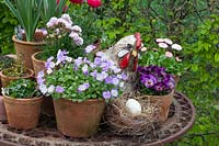 Spring flowers in pots, Aubrieta, Bellis, Viola cornuta 