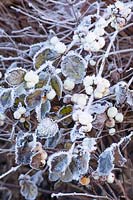 Snowberries, Symphoricarpos Albus 