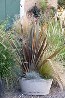 Grasses in pots, Pennisetum orientale Fairy Tails, Nasella tenuissima, Phormium tenax Atropurpureum 