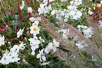 Autumn anemone and diamond grass 