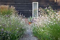 Bed in September with Gaura lindheimerii Whirling Butterflies 