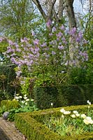 Lilac in the country garden, Syringa vulgaris 