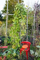 Vegetable garden with bean trellis in autumn, Phaseolus vulgaris Berner Landfrau 