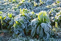 Cabbage with frost 