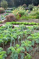 Vegetable garden with kale in September 