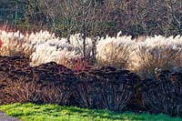 Bed in winter with stonecrop and Chinese silver grass, Sedum, Miscanthus sinensis 