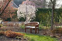 Seating area with weeping spring cherry, Prunus subhirtella Pendula 
