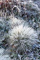 Fescue with frost, Festuca valesiaca Silbersee 