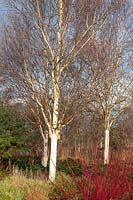 Birch and dogwood in winter, Betula, Cornus sanguinea 