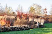 Grasses and willow sculptures in winter, Calamagrostis acutiflora Karl Förster, Salix alba, Cornus sanguinea Magic Flame 