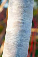 Bark of a Himalayan birch, Betula utilis var.jaquemontii Doorenbos 