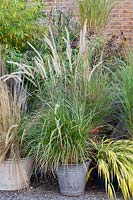 Grasses in pots, Pennisetum orientale Fairy Tails 