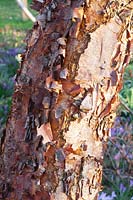 Bark of a birch, Betula nigra Heritage 
