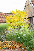 Autumn bed with Cercis canadensis Avondale, Salvia uligunosa, Hosta 