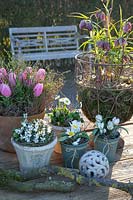 Spring flowers in pots, Tulipa tarda, Viola odorata Alba, Bellis perennis 