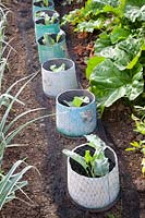 Snail protection and bird deterrent for young cabbage plants 