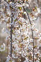 Flowers of the weeping cherry, Prunus yedoensis Shidare yoshino 