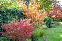 Autumn garden with Viburnum plicatum Newport, Hamamelis intermedia Arnold Promise, Cercis canadensis Forest Pansy 