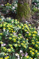 Winter aconites and snowdrops under a tree, Eranthis hyemalis, Galanthus 