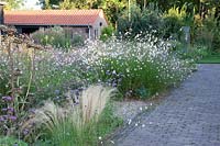 Bed in September with Gaura lindheimerii Whirling Butterflies 