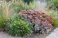 Bed with grasses and perennials in September, Sedum Matrona, Pennisetum alopecuroides Little Bunny 