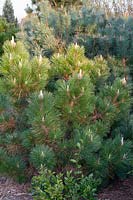 Japanese black pine, Pinus thunbergii Thunderhead 