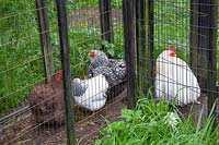 Chickens in the garden, Hens in Cottage Garden 