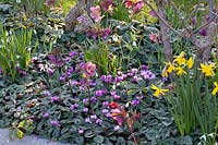 Bulb plants in a narrow bed 
