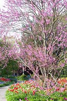 Judas tree underplanted with tulips, Cercis siliquastrum, Tulipa Menton, Tulipa Dordogne 