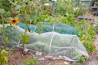 Plant protection fleece in the vegetable garden 