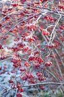 Berries of the snowball in frost, Viburnum 