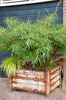 Bamboo in vintage container, Fargesia nitida Rufa 