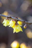 Winterflower, Chimonanthus praecox 