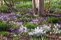 Crocuses and bluebells under trees 