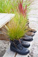 Grasses planted in old garden shoes, Imperata cylindrica Red Baron 