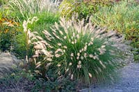 Pennisetum alopecuroides Hameln, Fountain Grass, Pennisetum alopecuroides Hameln 