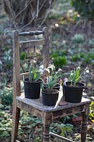 Snowdrops in pots on a chair 