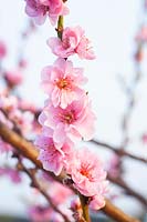 Flowers of the ornamental peach, Prunus persica taoflora Pink 
