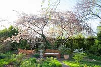 Seating area under an ornamental cherry, Prunus serrulata Fugenzo 