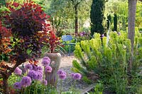 Mediterranean Garden, Euphorbia characias, Allium Globemaster, Cotinus coggygria Royal Purple 