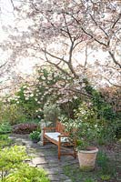 Seating area under an ornamental cherry, Prunus serrulata Fugenzo 