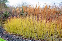 Dogwood in winter, Cornus sericea Bud's Yellow 